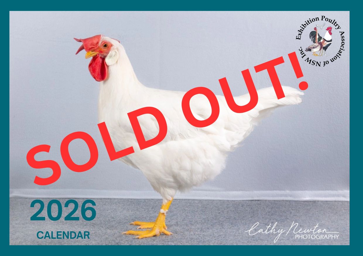 White chicken photo with 'SOLD OUT!' text for 2026 calendar.