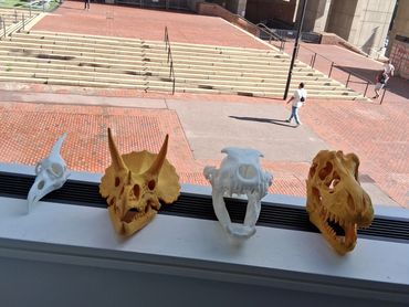 Four dinosaur skull models on a windowsill.