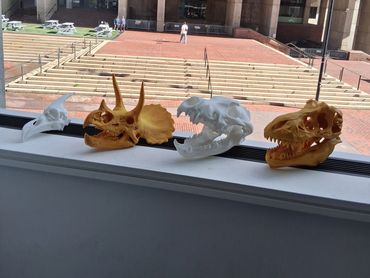 Four dinosaur and animal skull models on a window ledge.