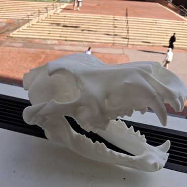 Bring history home with a scientifically accurate 3D printed dinosaur skull. 