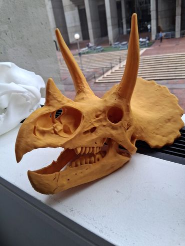 Replica of a Triceratops skull displayed outdoors.