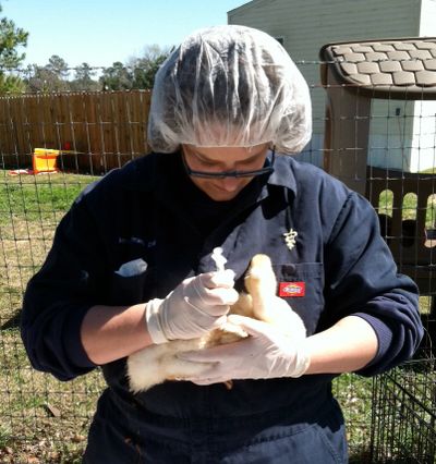 Dr. McKillop testing ducks