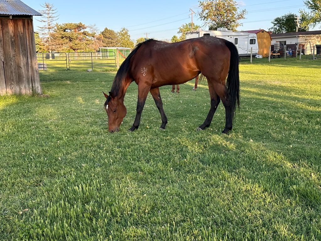 A brown horse grazing in a sunlit grassy yard near a barn.