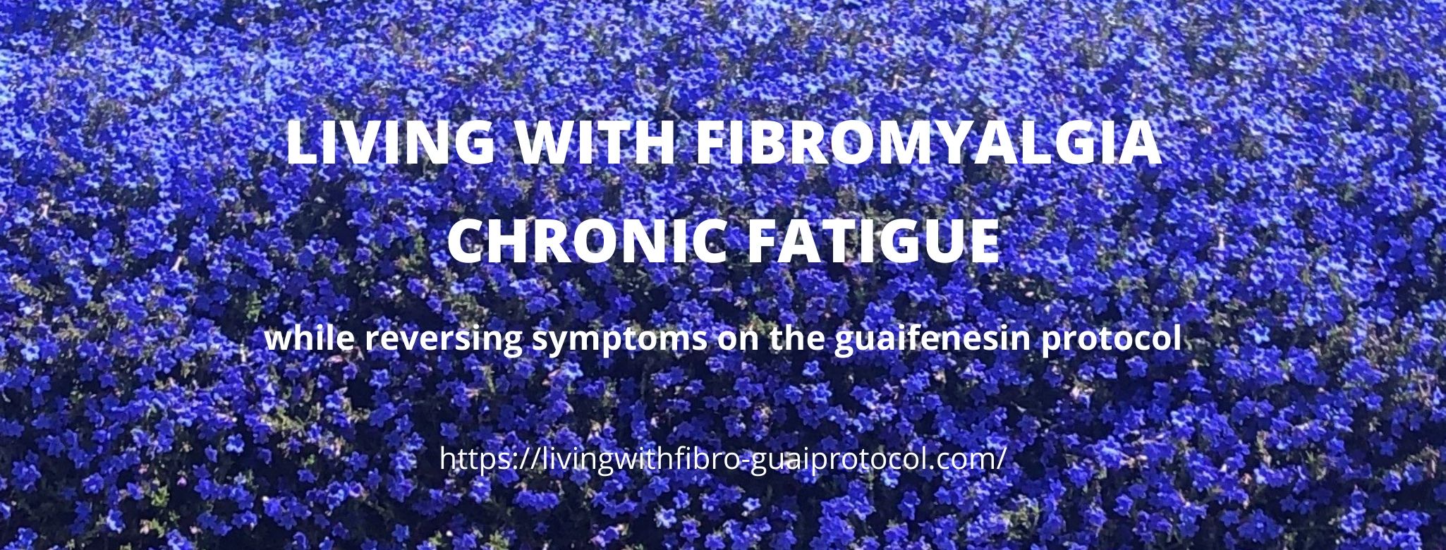 Bed of purple flowers, fibro color.
