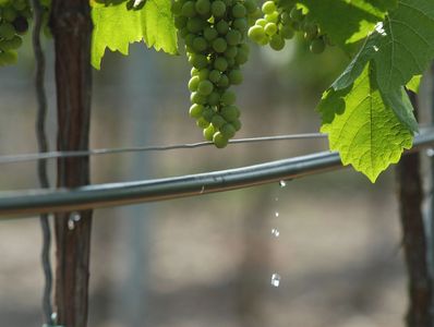 Drip irrigation for vineyards