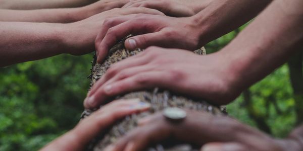 Several different hands grasping a tree. Connection to nature, cooperation, diversity.