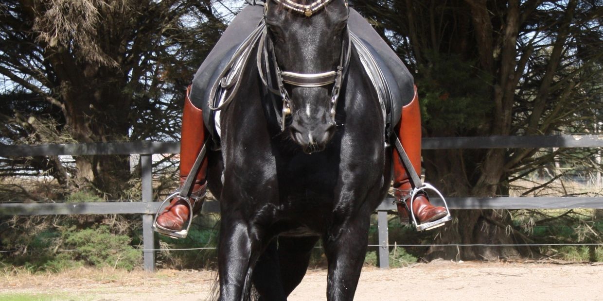 Person riding a black horse with brown boots.