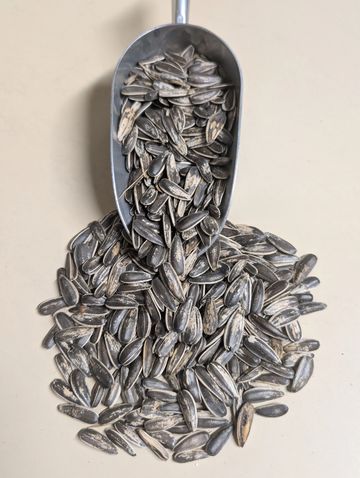 Curve Feed's Striped Sunflower Seed