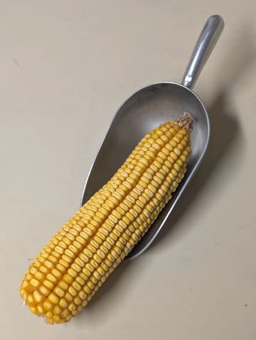 Curve Feed's Ear Corn
