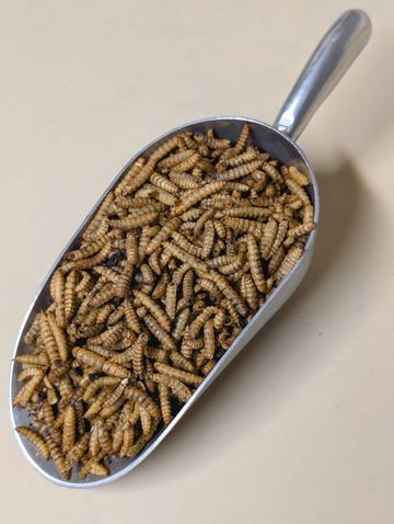 Curve Feed's Dried Grubs