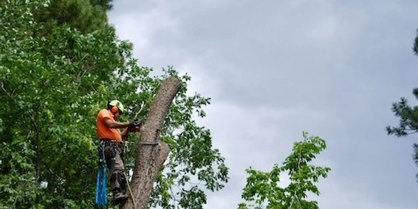 Man rigged in tree with chainsaw