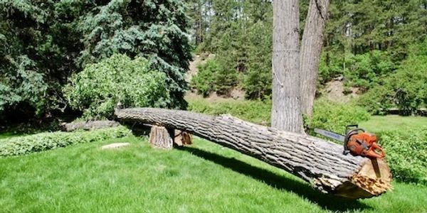 Removed tree resting on stump with chainsaw