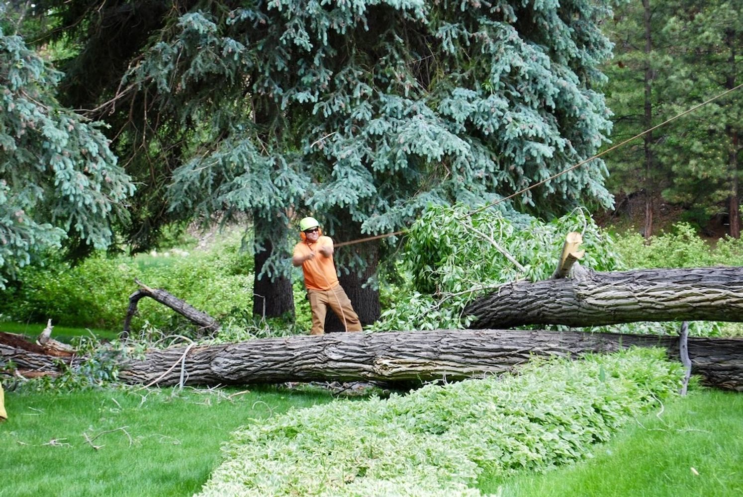 Man completing tree service with downed trees