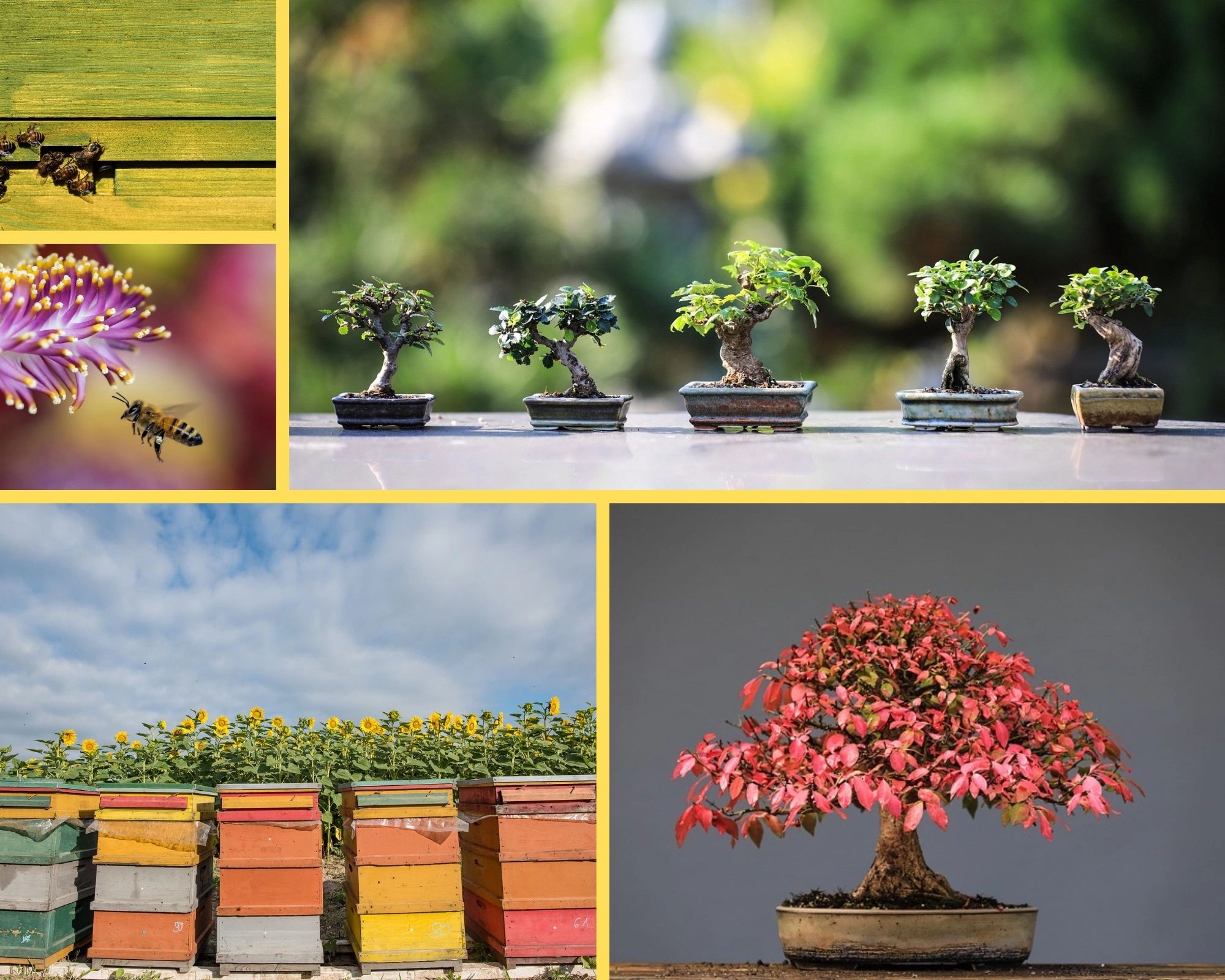Benny’s Bonsai and Beehives Bonsai, Honey Bees, Pollinators, Bee