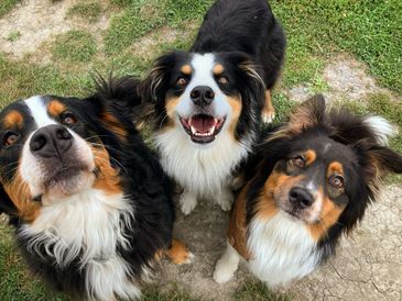 Three happy tricolor dogs looking up outdoors on grass and dirt.