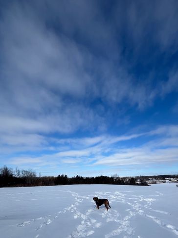 Dog standing on snow-covered field under a cloudy blue sky.