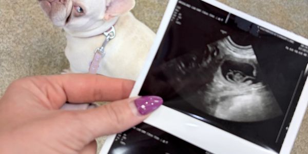 Hand holding ultrasound images with a dog in the background.