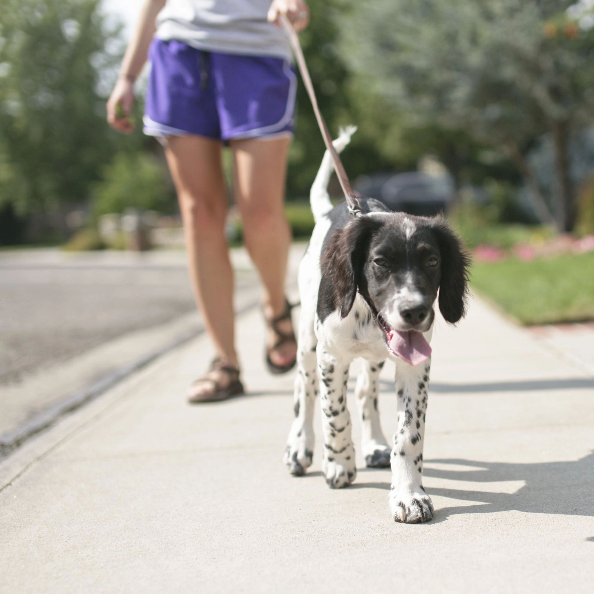 We 39 re Hiring - Leashed%202 