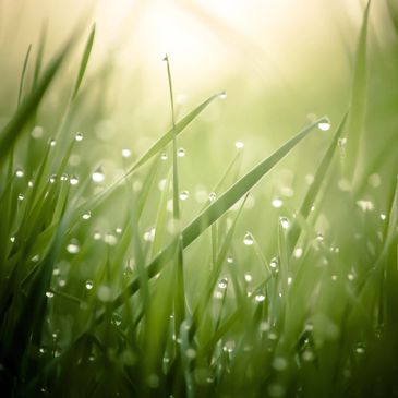 thick wet grass