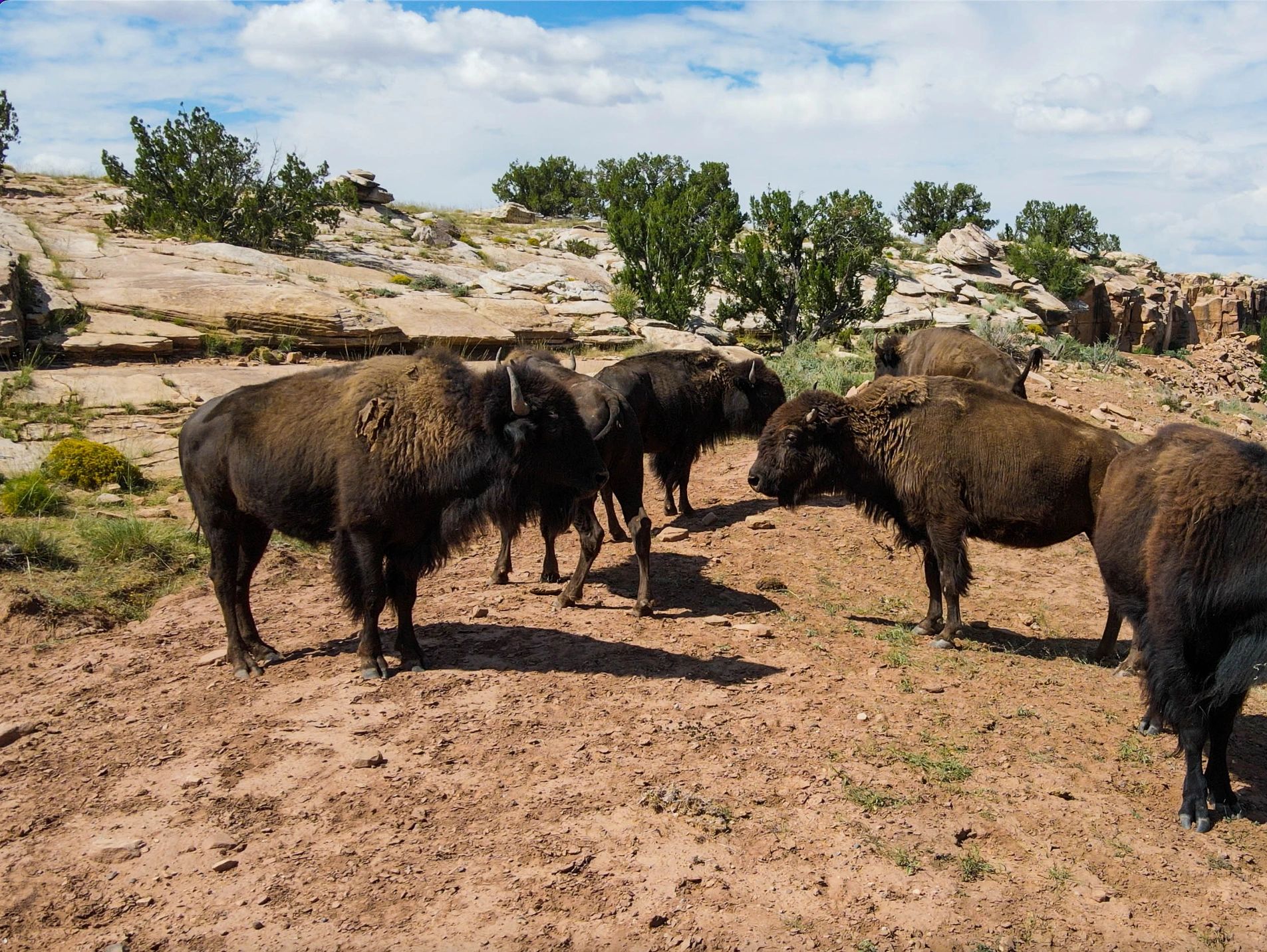 A herd of bison on a rocky path under a blue sky.