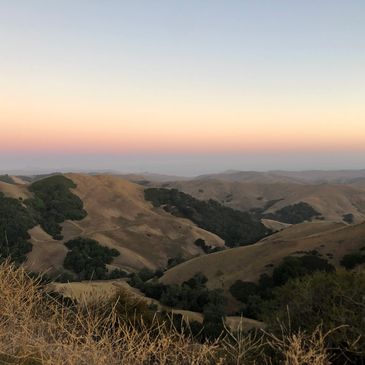 Golden hills at sunset with patches of green trees under a clear sky.