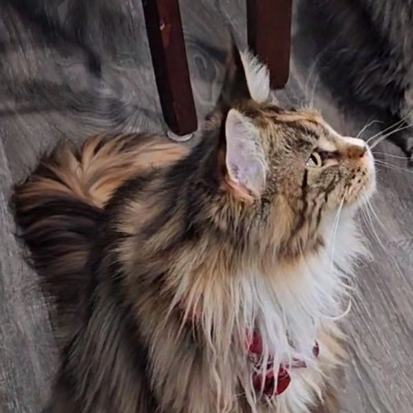 Fluffy brown tabby cat with white paws sitting on a wooden floor.