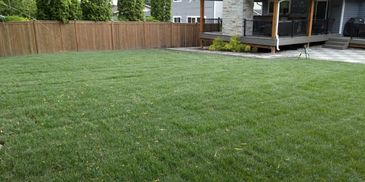 Green grass in freshly installed sod lawn, healthy, in a residential yard in King/Snohomish County.