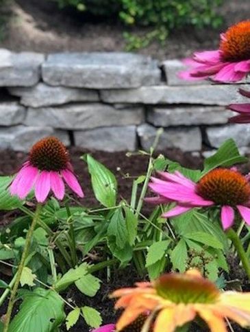 Flagstone garden wall and coneflowers