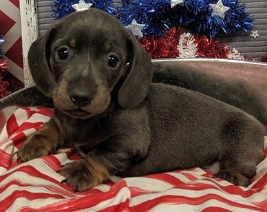 Blue and Tan Dachshund Puppy from a previous litter.
