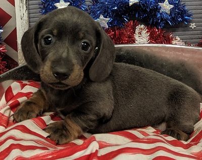 Blue Dachshund Puppy from a Previous Litter