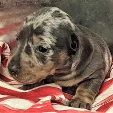 Blue Dapple Dachshund Puppy from a previous litter.