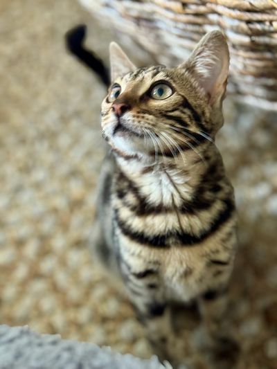 Ethical Bengal breeding practices. Bengal cat glitter," "Silky pelt," "Contrasting rosettes.