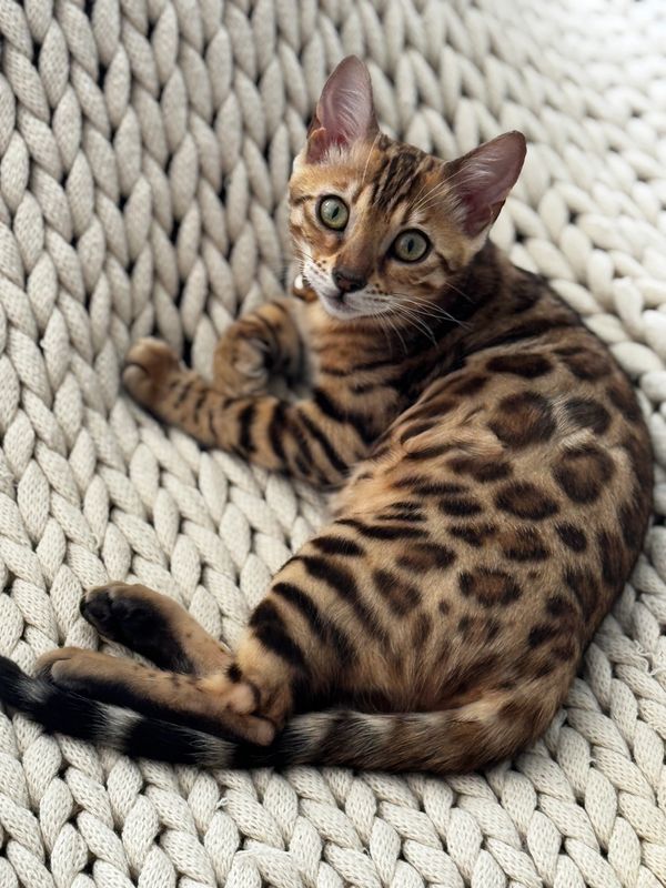 A Bengal cat with striking spots lounges at our cattery in Columbia, SC