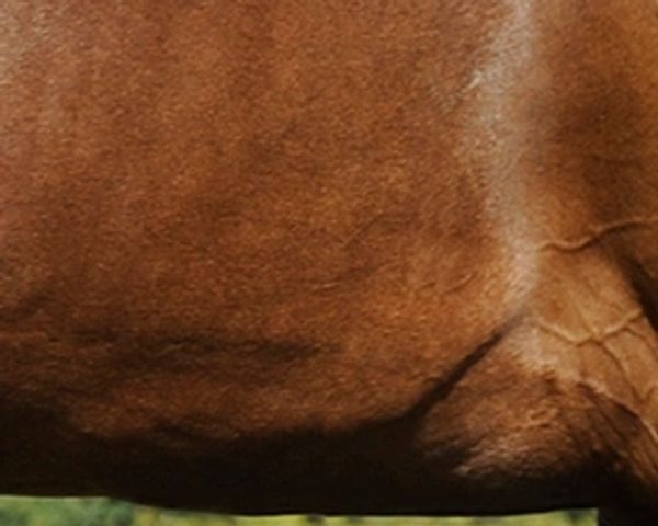 A sleek brown horse standing on grass near a small body of water with trees in the background.