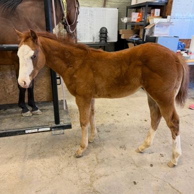 A young chestnut foal with a white face stands indoors beside a larger horse.