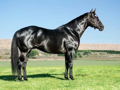 black quarter horse stallion