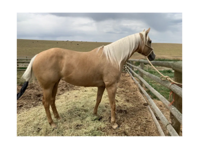 A palomino horse standing in a fenced area with a cloudy sky.