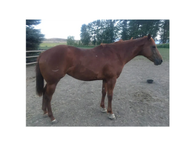 Brown horse standing on a dirt ground near a wooden fence.