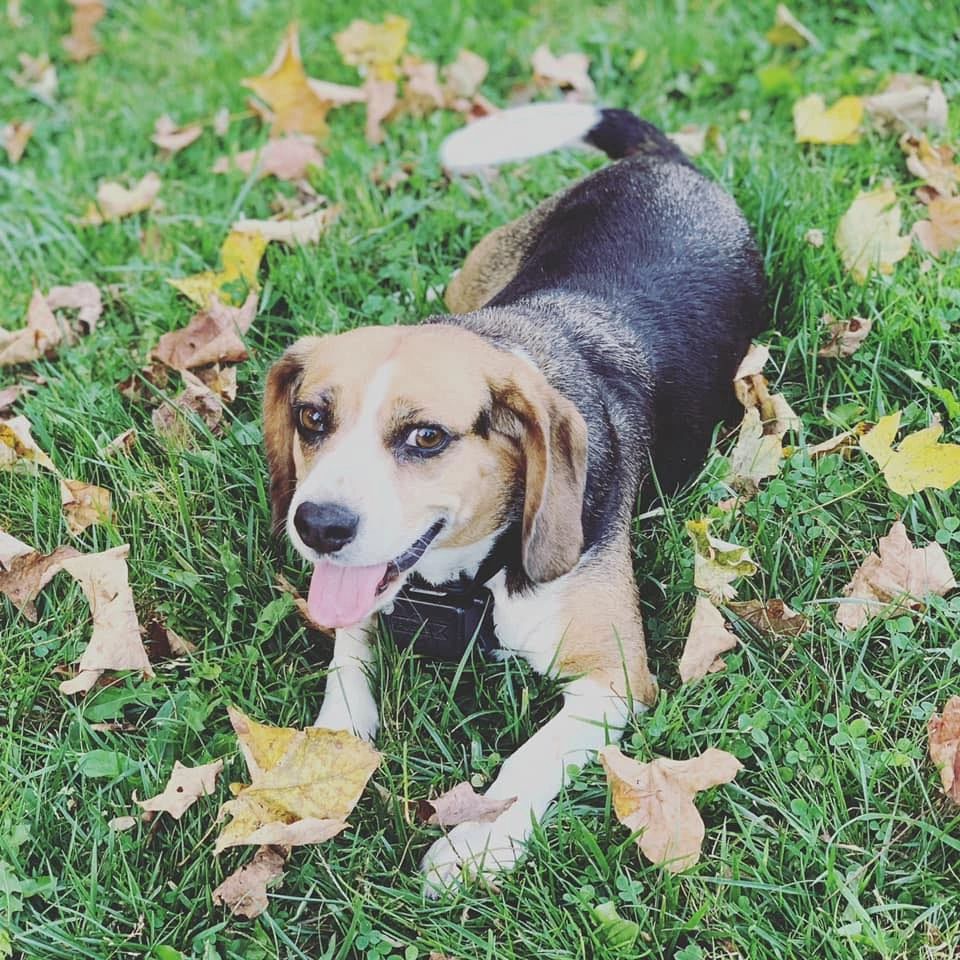 Invisible Fencing Pet Fence Unleashed