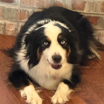 4C TOY AUSSIES - Home  Aussie dogs, Toy australian shepherd