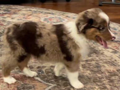 4C TOY AUSSIES - Home  Aussie puppies, Aussie dogs, Mini aussie puppy