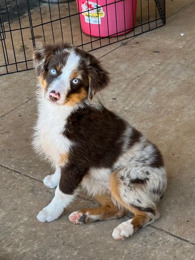 4C TOY AUSSIES - Home  Aussie dogs, Toy australian shepherd