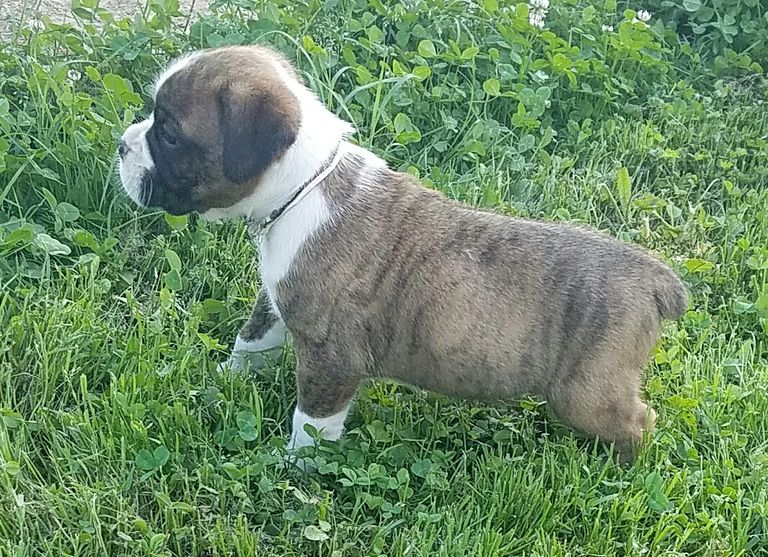 Akc Boxer Puppies For Sale In Virginia Boxers Puppies Breeder