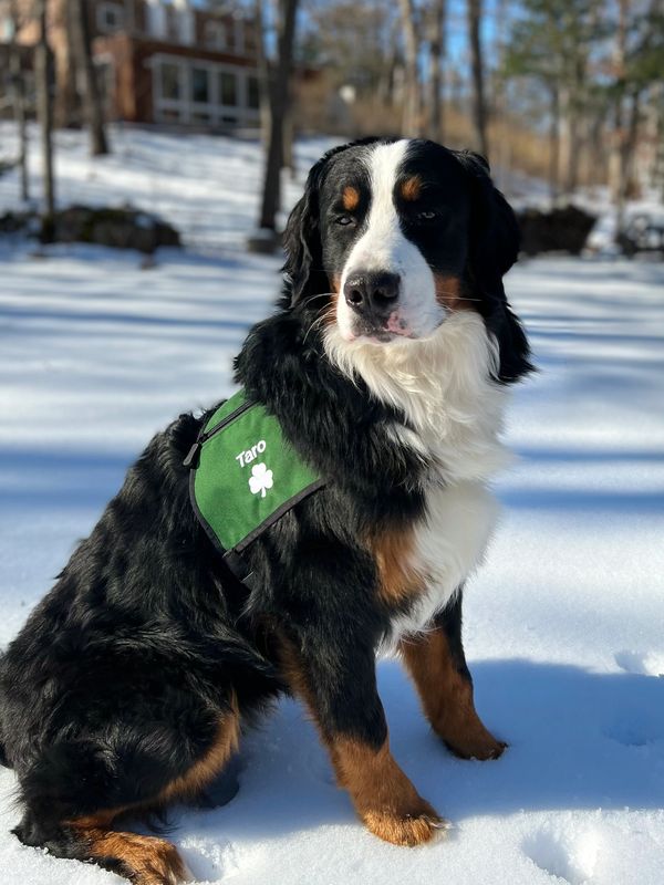 Taro earned his therapy dog certification on his first birthday through Dog. B.O.N.E.S. Therapy Dogs