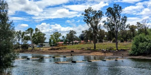 Floating garden beds - to reduce nitrogen levels and minimise pond scum, Muswellbrook NSW