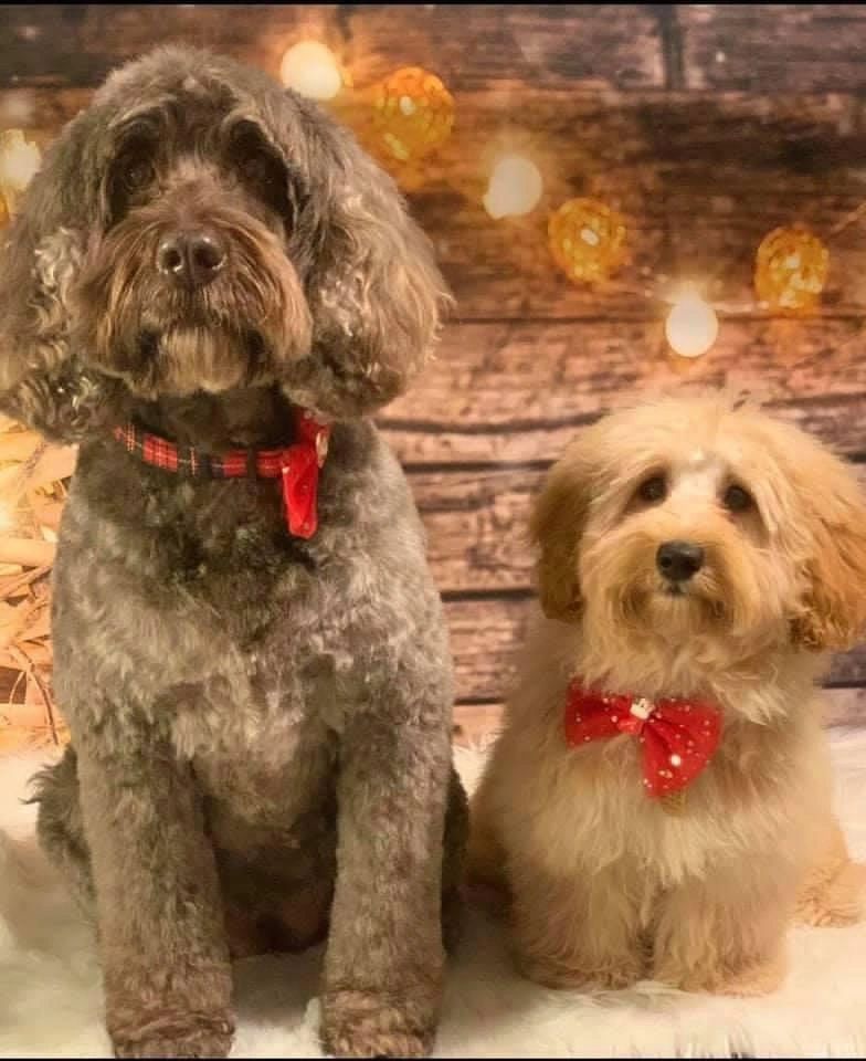 Flushdyke Dog Boarding & Rehoming