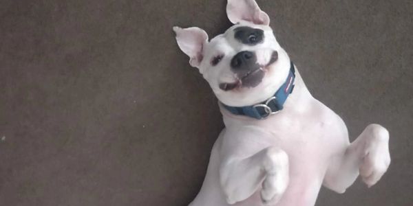 Dog laying on its back with a goofy grin