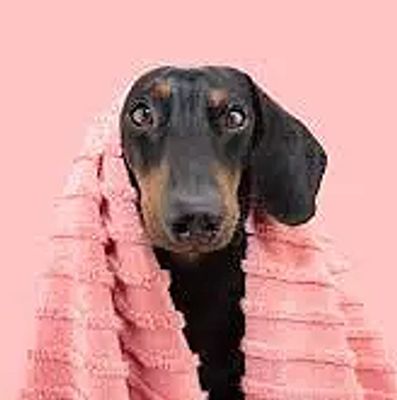 dog wearing a towel after having bath