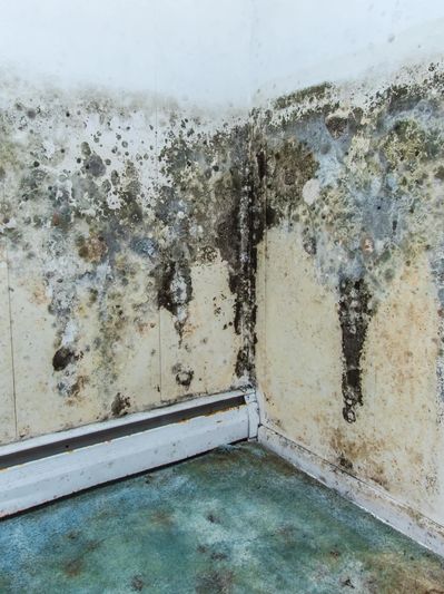 Severe mold infestation on indoor walls and carpet in a corner of a room.