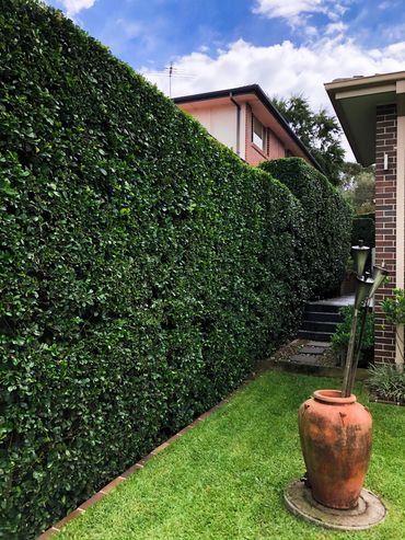 Large green hedge after pruning and shaping.